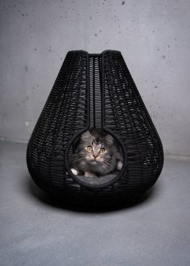 Gümüş renkli tekir rakun kedi siyah sepet evcil hayvan mağarasında dinleniyor.