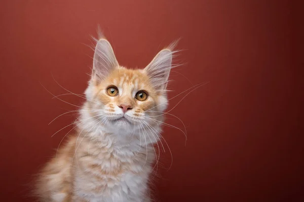 Nieuwsgierig Ogende Gember Maine Coon Kattenportret Rode Achtergrond Met Kopieerruimte — Stockfoto