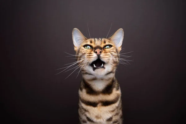 Bengal cat with mouth open looking at camera meowing. Portrait on brown background with copy space