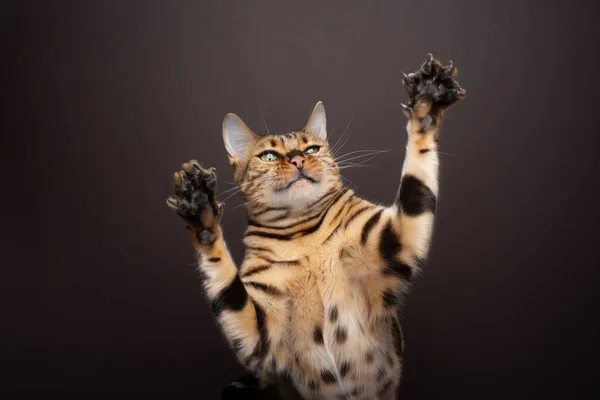 Gato Juguetón Bengala Levantando Ambas Patas Con Garras Extendidas Que —  Fotos de Stock