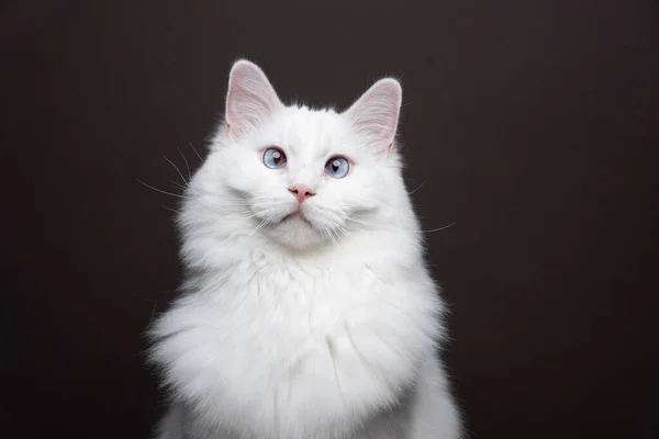 Vit Ragdoll Katt Med Blå Ögon Tittar Kameran Kisar Porträtt — Stockfoto