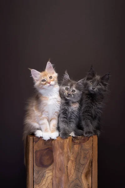 Три Різних Кольорових Кошенята Maine Coon Стоять Пліч Пліч Дерев — стокове фото