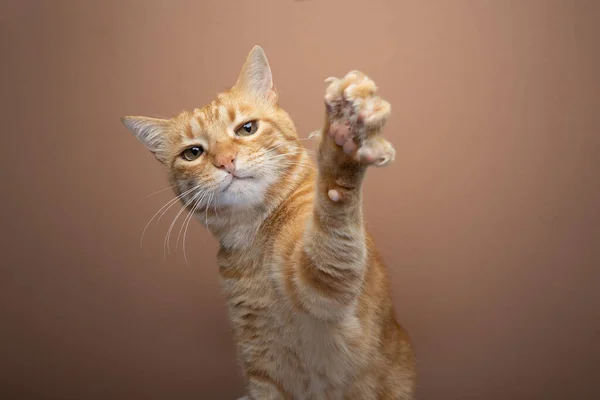 Tabbyho Zrzavá Kočka Zvedla Tlapu Nataženými Drápy Natáhla Kameře Portrét — Stock fotografie