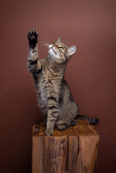 Tabby Γάτα Παίζει Αυξάνοντας Πόδι Καφέ Φόντο Αντίγραφο Χώρο — Φωτογραφία Αρχείου