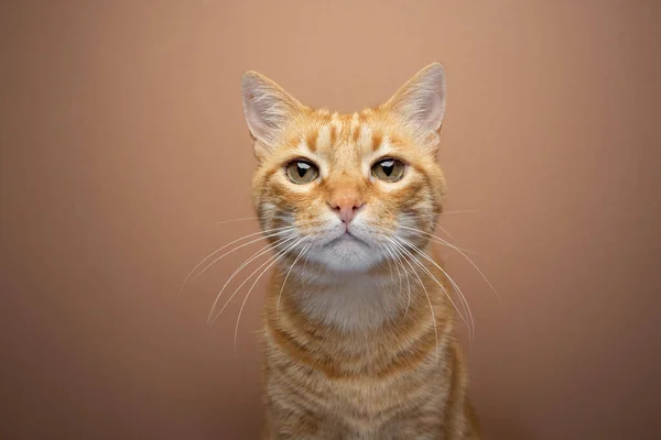 Tabby Gengibre Gato Olhando Para Câmera Retrato Fundo Bege Com — Fotografia de Stock
