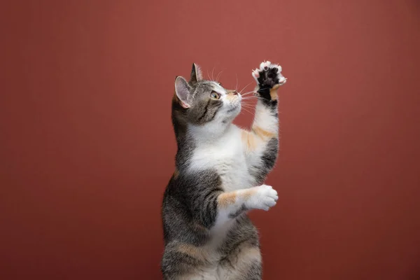 Boční Pohled Roztomilou Kočku Kočka Zvedá Tlapky Prodlouženými Drápy Červeném — Stock fotografie