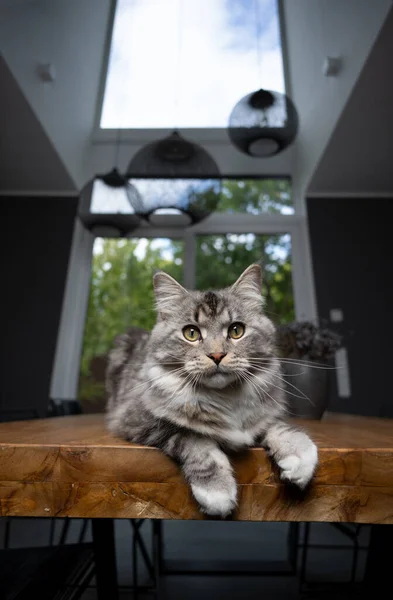 Srebrny Tabby Maine Coon Kot Spoczywa Drewnianym Stole Jadalnym Nowoczesnym — Zdjęcie stockowe