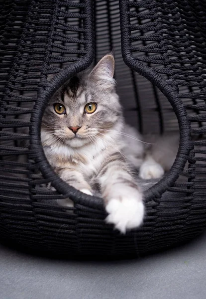 Срібний Таббі Котячий Кіт Відпочиває Всередині Кошика Печери Розслабляючий Погляд — стокове фото