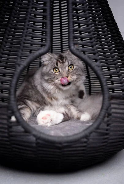 Lindo Maine Coon Gato Aseo Piel Dentro Mascota Cueva Cesta — Foto de Stock