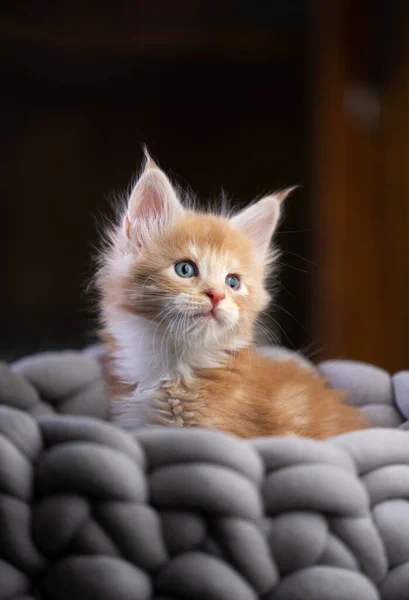 Lindo Jengibre Maine Coon Gatito Dentro Cómoda Cama Mascotas Mirando — Foto de Stock