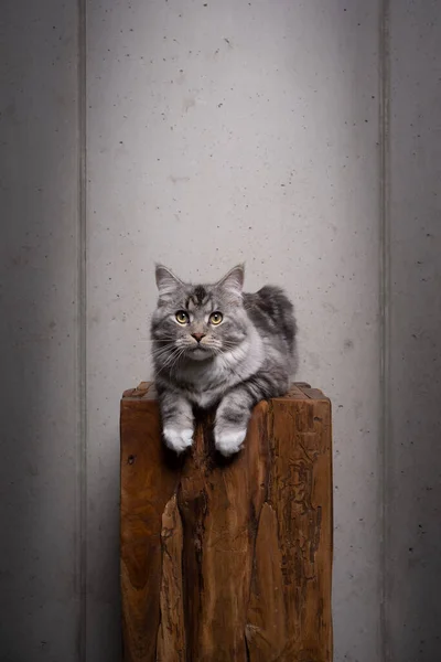 Περίεργη Ασημένια Ταμπέλα Maine Coon Cat Αναπαύεται Στην Κορυφή Του — Φωτογραφία Αρχείου