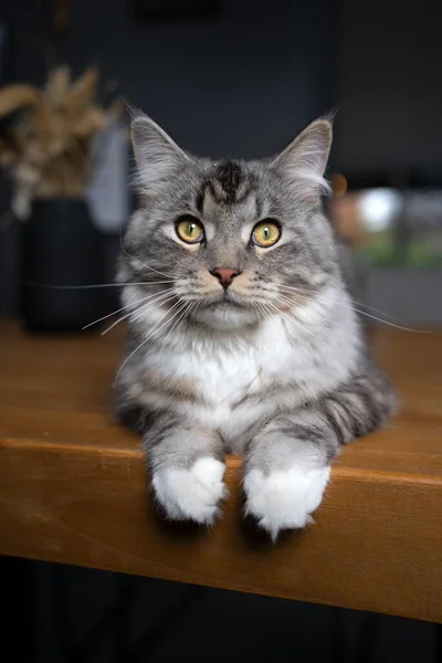 Stříbrná Tabby Maine Mývala Kočka Odpočívající Dřevěném Jídelním Stole Ležícím — Stock fotografie