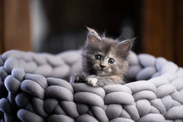 Bonito Tortie Maine Casulo Gatinho Dentro Confortável Pet Bed Retrato — Fotografia de Stock