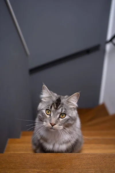 Silber Gestromte Maine Coon Katze Sitzt Auf Holztreppen Und Schaut — Stockfoto