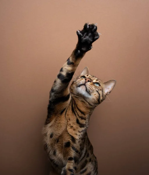 Juega Gato Bengala Completo Levantando Pata Con Garras Extendidas Mirando —  Fotos de Stock