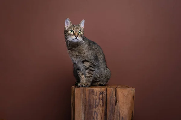 Gato Marrón Tabby Sentado Madera Delante Fondo Marrón Retrato Con —  Fotos de Stock