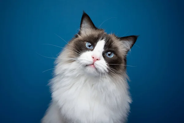 Blå Öga Ragdoll Katt Tittar Kameran Lutande Huvud Porträtt Blå — Stockfoto