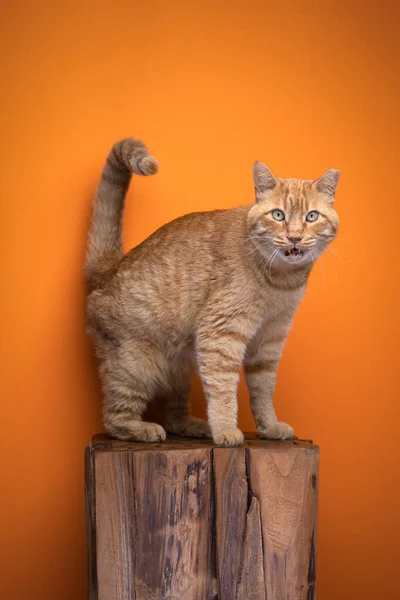 Ingefära Katt Porträtt Orange Bakgrund Helkroppsbild Röd Katt Med Öppen — Stockfoto