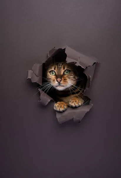 Curious Bengal Cat Looking Hole Torn Paper Brown Background Copy Stock Picture