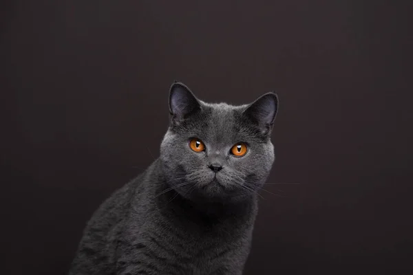 Сірий Короткохвостий Кіт Оранжевими Очима Дивиться Камеру Портрет Коричневому Тлі — стокове фото