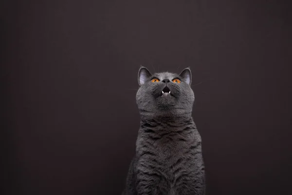 青い英国の短髪の猫は面白い顔をして検索します コピースペースのある茶色の背景の肖像画 — ストック写真