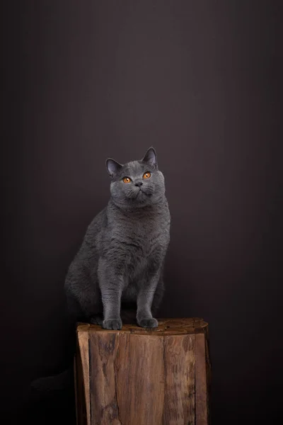 Gray British Shorthair Cat Sitting Wooden Podium Looking Camera Portrait — Stock Photo, Image