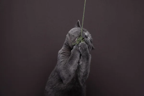 青い英国の短毛猫 コピースペースで茶色の背景に猫のおもちゃをキャッチします 獲物を捕まえる猫 — ストック写真