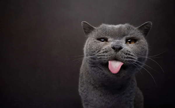 Britânico Shorthair Gato Olhando Impertinente Sticking Fora Língua Retrato Com — Fotografia de Stock