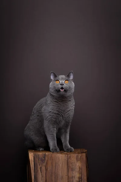 Gray British Shorthair Cat Sitting Wooden Podium Looking Shocked Surprised Stock Picture