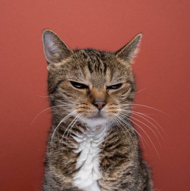 Kırmızı arka plana öfkeyle bakan bir tekir kedinin portresi.