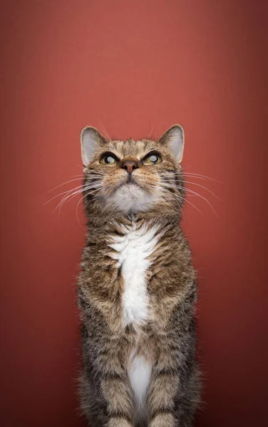 老胖胖的猫 好奇地抬起头看着复制的空间 带有复制空间的红色背景肖像 — 图库照片