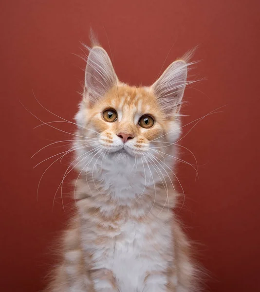 Retrato Lindo Jengibre Maine Coon Gatito Con Bigotes Largos Mirando — Foto de Stock