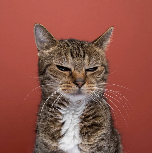 Portrét Tupé Kočky Hněvivě Hledící Červené Pozadí — Stock fotografie