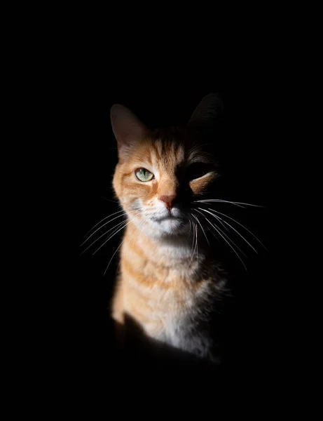 Cute Ginger Cat Dark Environment Looking Bright Sunlight Portrait Copy — Stock Photo, Image