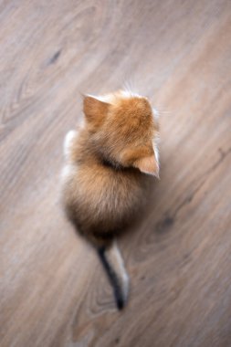 Ahşap zeminde oturan küçük altın renkli İngiliz kısa hava kedisinin arka manzarası. Kopyalama alanı ile yüksek açı görünümü