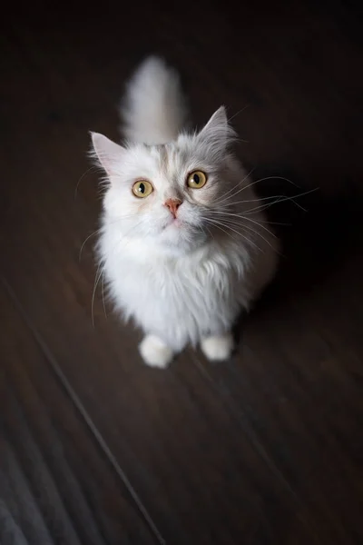 床に座っているふわふわのベージュ色の猫が不思議に見上げます コピースペース付きの高角度ビューポートレート — ストック写真