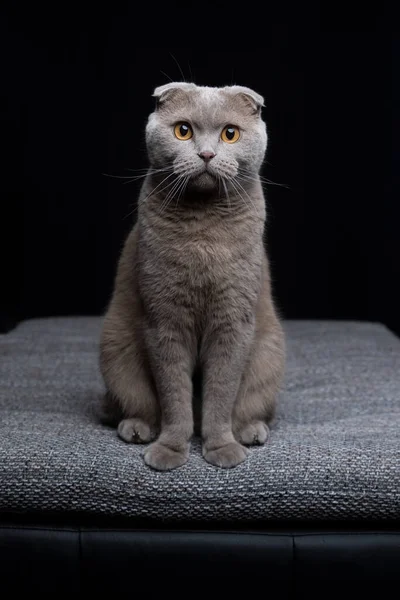Šeříková Skotská Kočka Sedí Polštáři Dívá Kamery Portrét Černém Pozadí — Stock fotografie