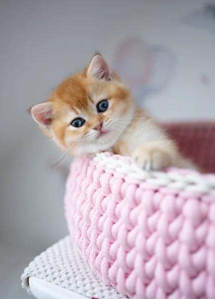 cute british shorthair kitten inside of pink pet bed looking at camera curiously