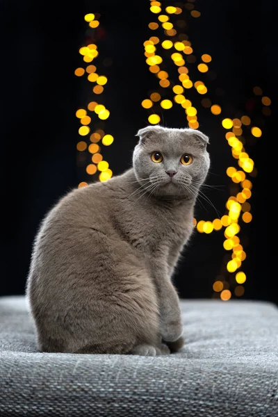 ソファークッションに座ってカメラを見てるスコットランドの猫 ボケのライトで全身を黒い背景で撃った ストックフォト