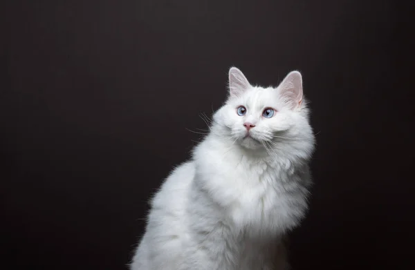 Puszysty Biały Ragdoll Kot Mrugającymi Oczami Patrząc Bok Portret Brązowym — Zdjęcie stockowe
