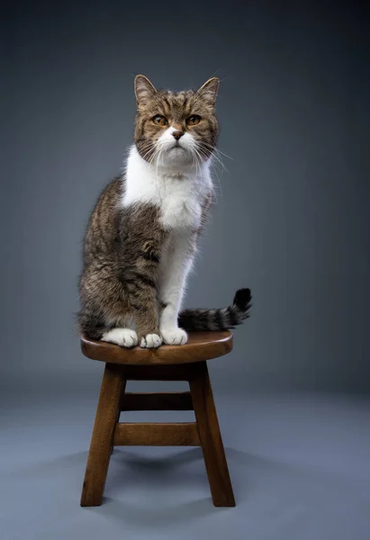 stock image tabby white british shorthair cat sitting on wooden stool on gray studio background looking at camera