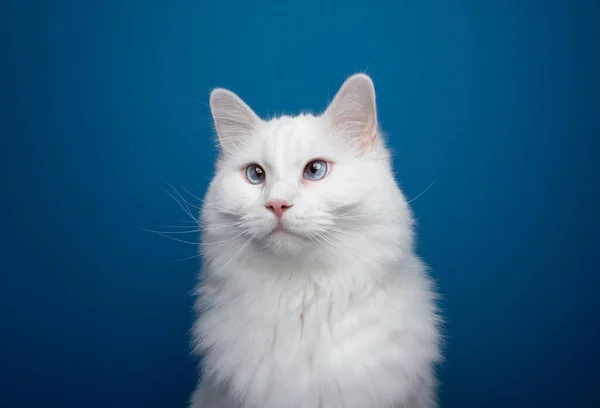 Vit Ragdoll Katt Med Blå Ögon Porträtt Blå Bakgrund Med — Stockfoto