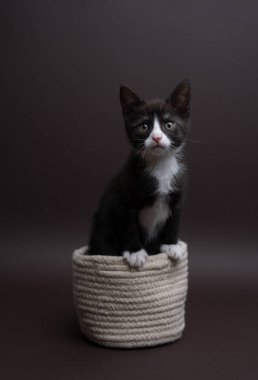 Küçük bir sepetin içindeki smokin giymiş kedi yavrusunun dikey fotoğrafı. Kedi kameraya nazikçe bakar, arka plan rengi koyu kahverengidir