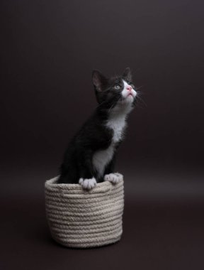 Bir fotoğraf stüdyosunda çekilmiş bir smokin kedinin dikey fotoğrafı. Kedi fotokopi alanına bakıyor, arkaplan rengi nötr..