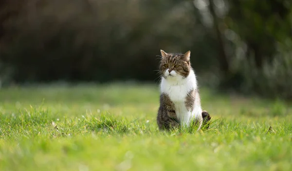 Μια Βρετανίδα Κοντή Γάτα Κάθεται Στο Γρασίδι Παρατηρώντας Τον Κήπο — Φωτογραφία Αρχείου