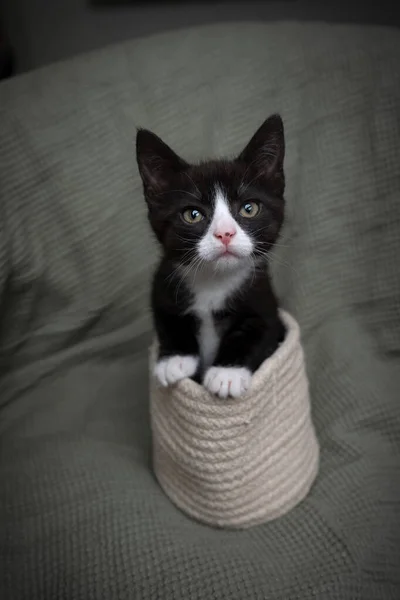 Curioso Tuxedo Kitten Olhando Para Câmera Pequeno Gato Está Saindo — Fotografia de Stock