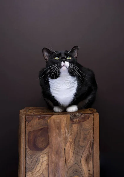 Tuxedo Gato Sentado Uma Madeira Marrom Escuro Olhando Para Cima — Fotografia de Stock
