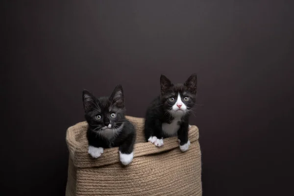 Two Curious Playful Tuxedo Kittens Coming Out Basket Looking Camera — Stock Photo, Image