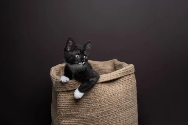 Curioso Gatito Esmoquin Dentro Una Cesta Mimbre Rústico Mirando Hacia —  Fotos de Stock