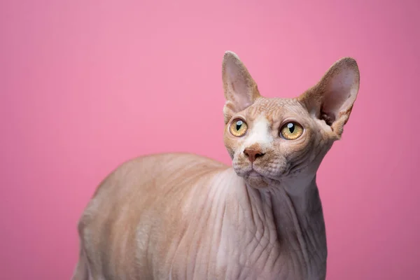 Neugierige Sphynx Katze Mit Blick Nach Links Auf Rosa Hintergrund — Stockfoto